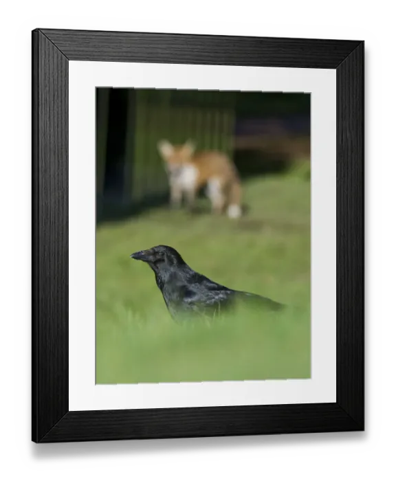 Framed Print : Young Red fox (Vulpes vulpes) stalking a Carrion crow (Corvus corone) in urban park Framed Print : Young Red fox (Vulpes vulpes) stalking a Carrion crow (Corvus corone) in urban park