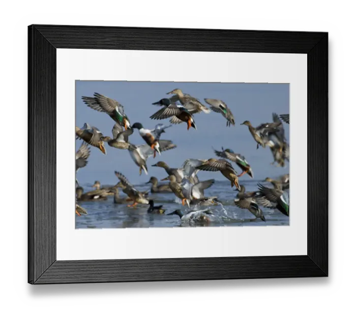 Framed Print : Mixed flock of Northern shovelers (Anas clypeata), Gadwalls (Anas strepera) and Common teal Framed Print : Mixed flock of Northern shovelers (Anas clypeata), Gadwalls (Anas strepera) and Common teal