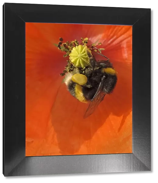 Buff-tailed bumble bee (Bombus terrestris) on field poppy (Papaver rhoeas) showing