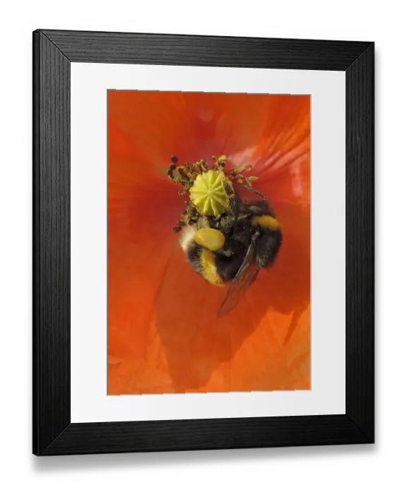 Framed Print : Buff-tailed bumble bee (Bombus terrestris) on field poppy (Papaver rhoeas) showing Framed Print : Buff-tailed bumble bee (Bombus terrestris) on field poppy (Papaver rhoeas) showing