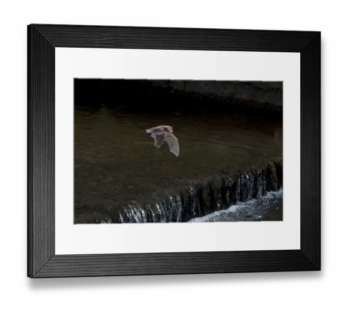 Framed Print : Adult Daubentons bat (Myotis daubentoni) flying over a weir, England, UK, September Framed Print : Adult Daubentons bat (Myotis daubentoni) flying over a weir, England, UK, September
