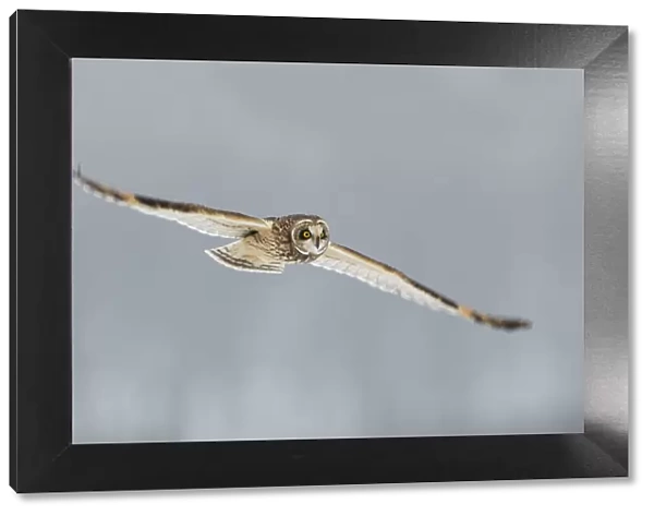 Short-eared owl (Asio flammeus) in flight, Worlaby Carr, Lincolnshire, England, UK, December