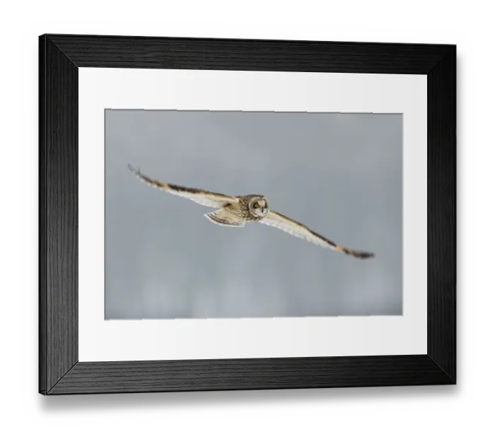 Framed Print : Short-eared owl (Asio flammeus) in flight, Worlaby Carr, Lincolnshire, England, UK, December Framed Print : Short-eared owl (Asio flammeus) in flight, Worlaby Carr, Lincolnshire, England, UK, December