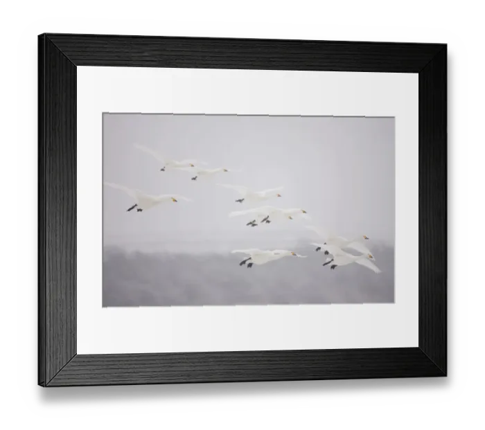 Framed Print : 1390888