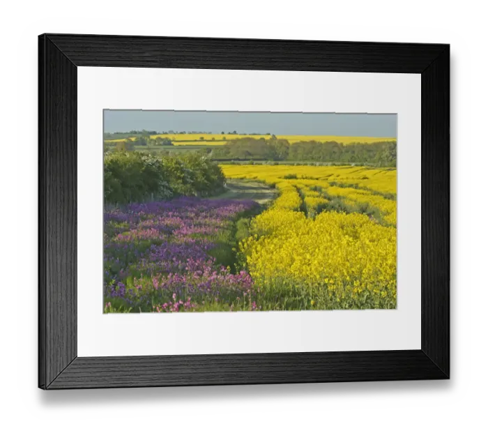 Framed Print : Red campion (Silene dioica) flowering in conservation margin next to a crop of Oilseed Framed Print : Red campion (Silene dioica) flowering in conservation margin next to a crop of Oilseed