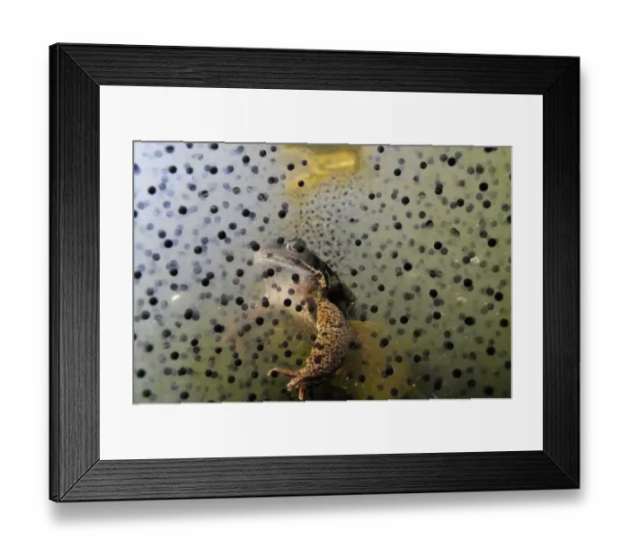 Framed Print : Common frog (Rana temporaria) and frogspawn in a garden pond, Surrey, England, UK, March Framed Print : Common frog (Rana temporaria) and frogspawn in a garden pond, Surrey, England, UK, March