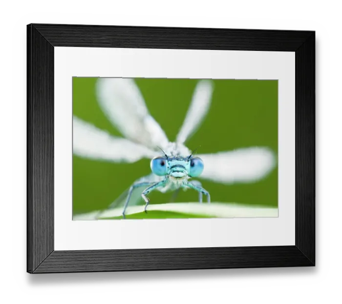 Framed Print : Common blue damselfly (Enallagma cyathigerum), Tamar Lake, Cornwall, England, UK. June 2011. 2020VISION Exhibition Framed Print : Common blue damselfly (Enallagma cyathigerum), Tamar Lake, Cornwall, England, UK. June 2011. 2020VISION Exhibition