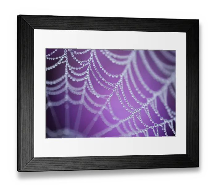 Framed Print : Dew covered spiders web with pink flowering heather in the background, Arne RSPB reserve Framed Print : Dew covered spiders web with pink flowering heather in the background, Arne RSPB reserve