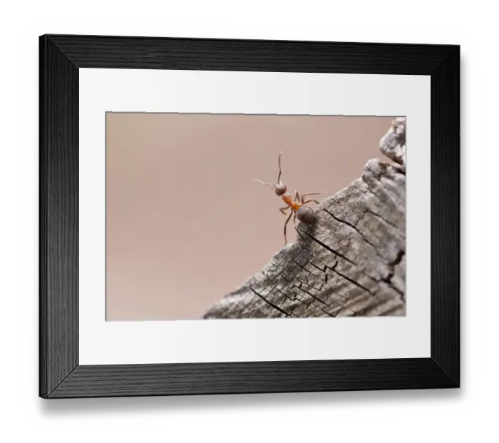 Framed Print : Wood ant (Formica rufa) Arne RSPB reserve, Dorset, England, UK, July Framed Print : Wood ant (Formica rufa) Arne RSPB reserve, Dorset, England, UK, July