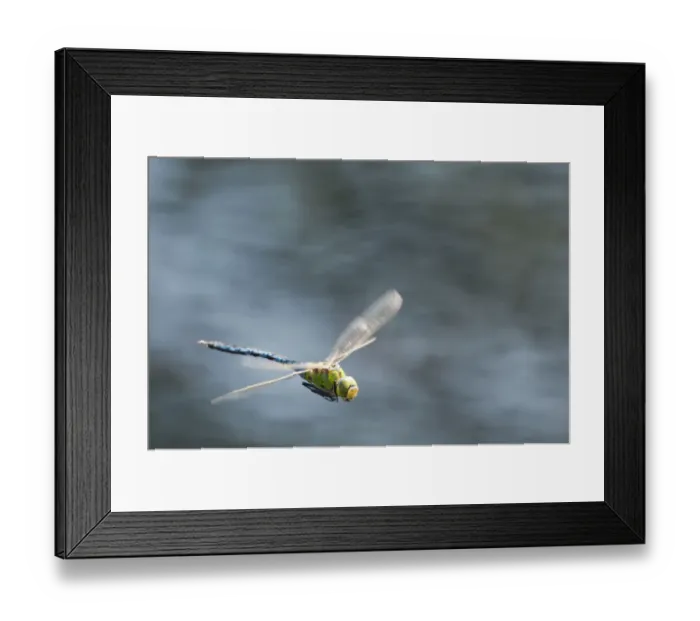 Framed Print : RF- Male Emperor Dragonfly (Anax imperator) in flight, Arne RSPB reserve, Dorset, England, UK, July Framed Print : RF- Male Emperor Dragonfly (Anax imperator) in flight, Arne RSPB reserve, Dorset, England, UK, July