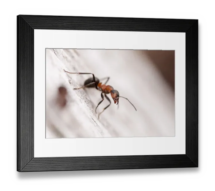 Framed Print : Wood ant (Formica rufa) Arne RSPB reserve, Dorset, England, UK, July Framed Print : Wood ant (Formica rufa) Arne RSPB reserve, Dorset, England, UK, July