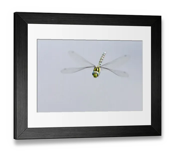 Framed Print : Southern hawker dragonfly (Aeshna cyanea) in flight, Arne RSPB reserve, Dorset, England, UK, August Framed Print : Southern hawker dragonfly (Aeshna cyanea) in flight, Arne RSPB reserve, Dorset, England, UK, August
