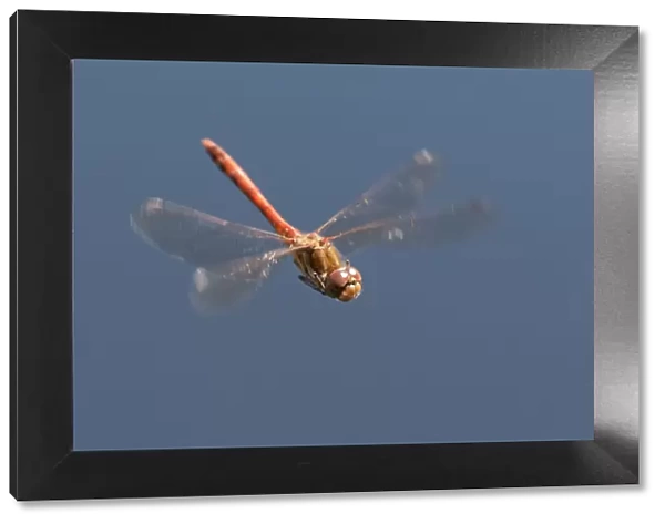 Male Common Darter dragonfly (Sympetrum striolatum) in flight, Arne RSPB reserve