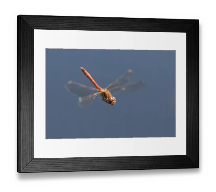 Framed Print : Male Common Darter dragonfly (Sympetrum striolatum) in flight, Arne RSPB reserve Framed Print : Male Common Darter dragonfly (Sympetrum striolatum) in flight, Arne RSPB reserve