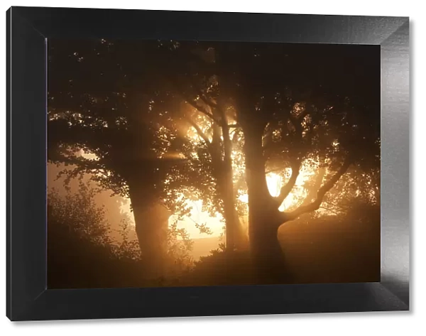 Sun rising through trees and mist, Arne RSPB reserve, Dorset, August
