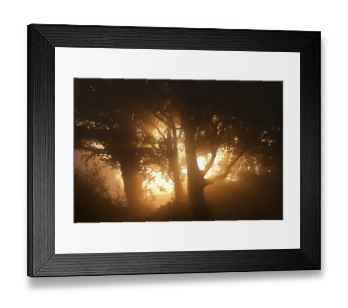 Framed Print : Sun rising through trees and mist, Arne RSPB reserve, Dorset, August Framed Print : Sun rising through trees and mist, Arne RSPB reserve, Dorset, August