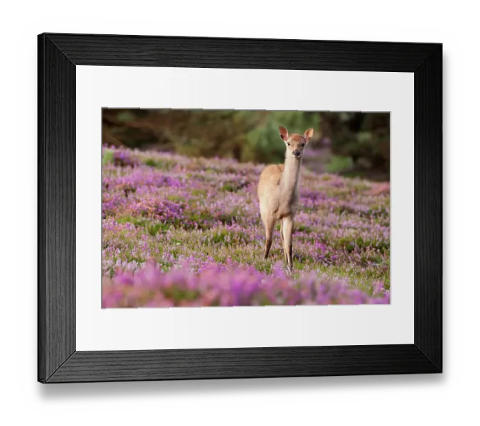 Framed Print : Young Sika deer (Cervus nippon) standing amongst flowering heather, Arne RSPB reserve, Dorset, England, UK, August. 2020VISION Book Plate Framed Print : Young Sika deer (Cervus nippon) standing amongst flowering heather, Arne RSPB reserve, Dorset, England, UK, August. 2020VISION Book Plate