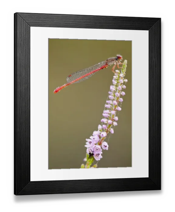Framed Print : Small red damselfly (Ceriagrion tenellum) covered in dew, Arne RSPB reserve, Dorset Framed Print : Small red damselfly (Ceriagrion tenellum) covered in dew, Arne RSPB reserve, Dorset