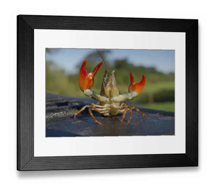 Framed Print : Signal crayfish (Pacifastacus leniusculus) in a defensive posture after being caught Framed Print : Signal crayfish (Pacifastacus leniusculus) in a defensive posture after being caught