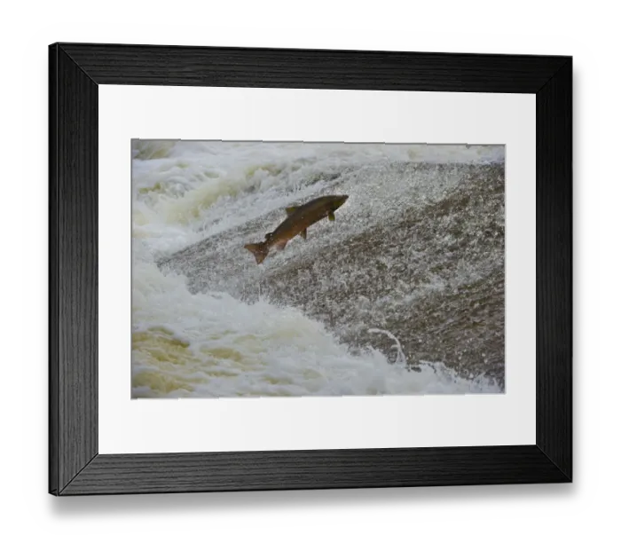 Framed Print : Atlantic salmon (Salmo salar) leaping up the cauld at Philphaugh Salmon Viewing Centre near Selkirk Framed Print : Atlantic salmon (Salmo salar) leaping up the cauld at Philphaugh Salmon Viewing Centre near Selkirk