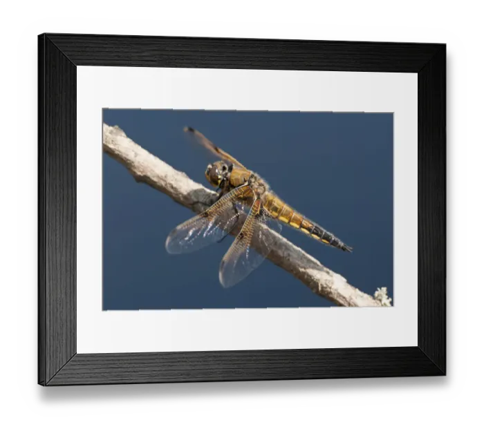 Framed Print : Four-spotted chaser (Libellula quadrimaculata) dragonfly, Arne RSPB reserve, Dorset Framed Print : Four-spotted chaser (Libellula quadrimaculata) dragonfly, Arne RSPB reserve, Dorset