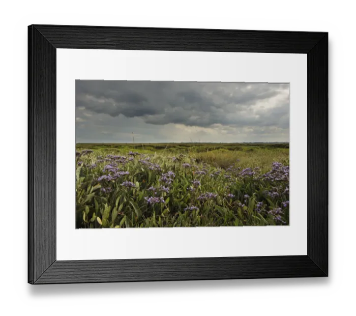 Framed Print : Common sea lavender (Limonium vulgare), Abbotts Hall Farm Nature Reserve, Essex, England
