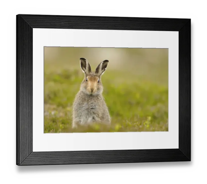 Framed Print : Mountain hare (Lepus timidus) sub-adult leveret, Cairngorms National Park, Scotland, UK, July Framed Print : Mountain hare (Lepus timidus) sub-adult leveret, Cairngorms National Park, Scotland, UK, July