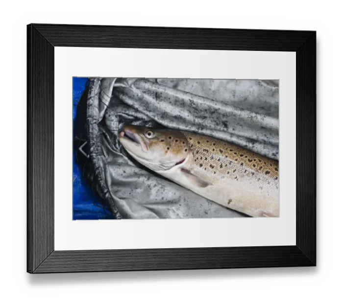 Framed Print : Captured Atlantic salmon (Salmo salar) awaiting tagging by Tweed Foundation staff Framed Print : Captured Atlantic salmon (Salmo salar) awaiting tagging by Tweed Foundation staff