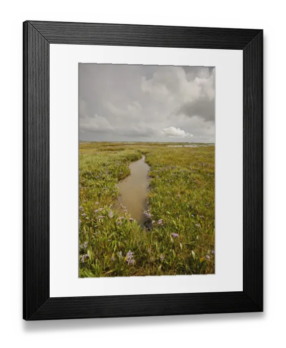 Framed Print : Established saltmarsh with Common sea lavender (Limonium vulgare) growing on saltmarsh Framed Print : Established saltmarsh with Common sea lavender (Limonium vulgare) growing on saltmarsh