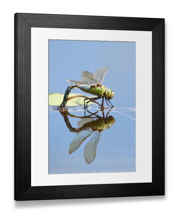 Framed Print : Female Emperor dragonfly (Anax imperator) laying eggs, Cornwall, England, UK, April Framed Print : Female Emperor dragonfly (Anax imperator) laying eggs, Cornwall, England, UK, April