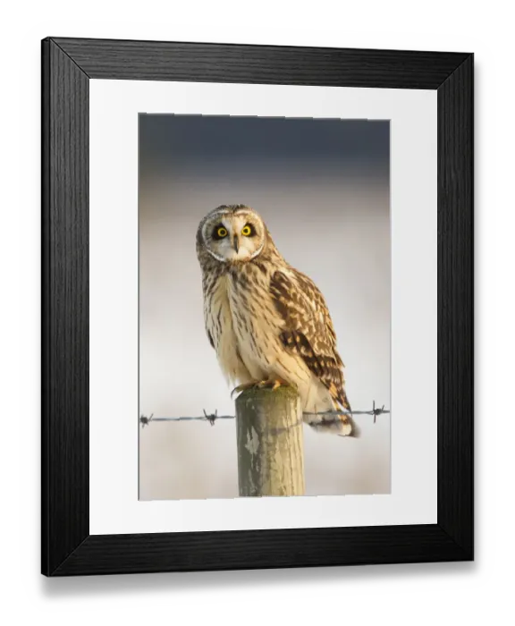 Framed Print : Short-eared owl (Asio flammeus) perched on a fence post, Worlaby Carr, Lincolnshire Framed Print : Short-eared owl (Asio flammeus) perched on a fence post, Worlaby Carr, Lincolnshire