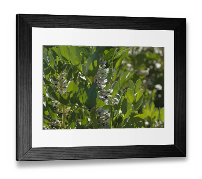 Framed Print : Spring beans (Vicia faba) under cultivation at RSPBs Hope Farm, Cambridgeshire Framed Print : Spring beans (Vicia faba) under cultivation at RSPBs Hope Farm, Cambridgeshire