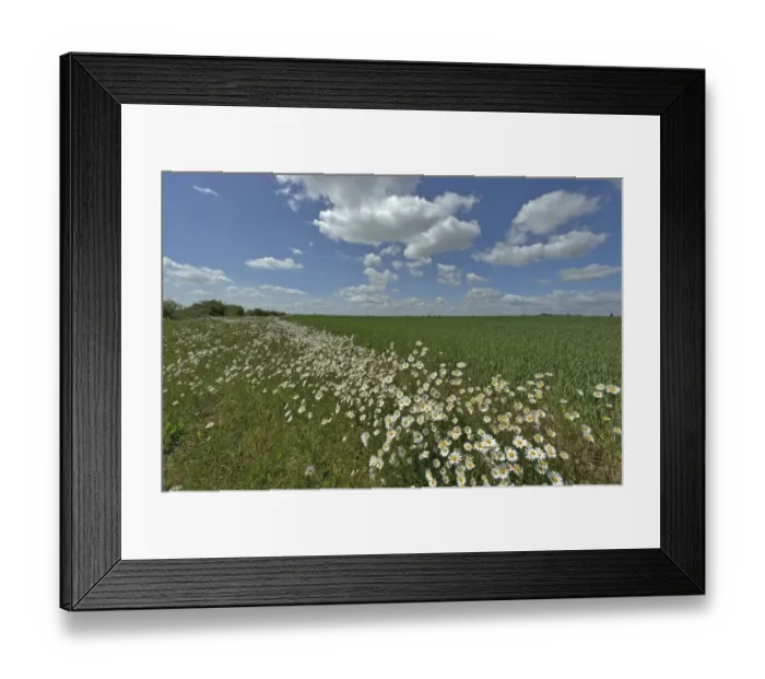 Framed Print : Herb rich conservation margin around farmland with Ox-eye daisies (Leucanthemum vulgare) Framed Print : Herb rich conservation margin around farmland with Ox-eye daisies (Leucanthemum vulgare)