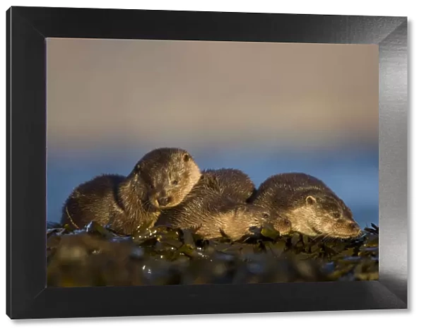 Three European river otters (Lutra lutra) resting amongst seaweed, Isle of Mull, Inner Hebrides