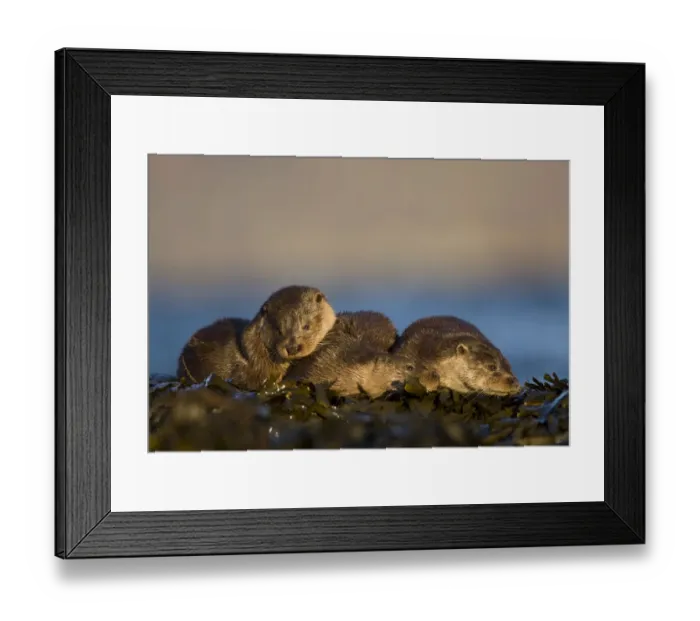 Framed Print : Three European river otters (Lutra lutra) resting amongst seaweed, Isle of Mull, Inner Hebrides Framed Print : Three European river otters (Lutra lutra) resting amongst seaweed, Isle of Mull, Inner Hebrides
