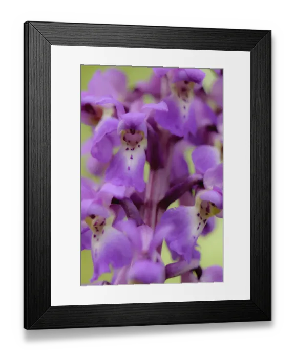 Framed Print : Close-up of Early purple orchid (Orchis mascula) in flower, Gamlingay Wood, Cambridgeshire Framed Print : Close-up of Early purple orchid (Orchis mascula) in flower, Gamlingay Wood, Cambridgeshire