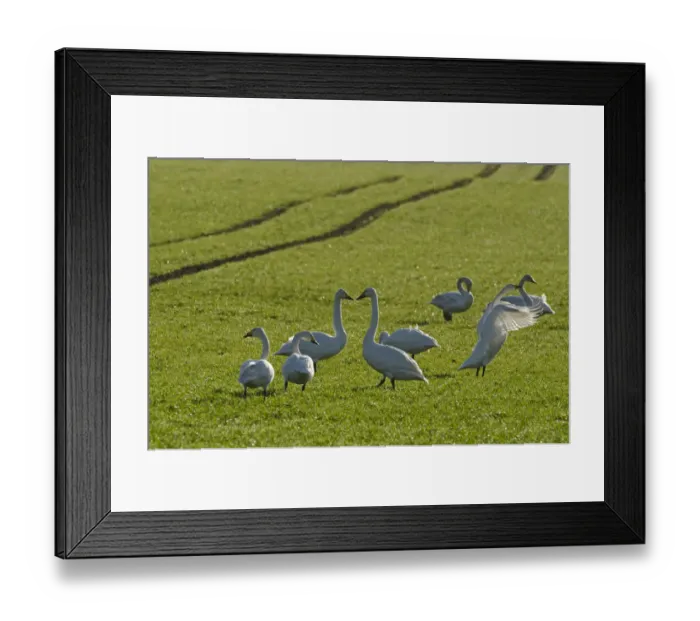 Framed Print : Whooper swans (Cygnus cygnus) on Winter wheat (Triticum) crop, Cambridgeshire, England Framed Print : Whooper swans (Cygnus cygnus) on Winter wheat (Triticum) crop, Cambridgeshire, England