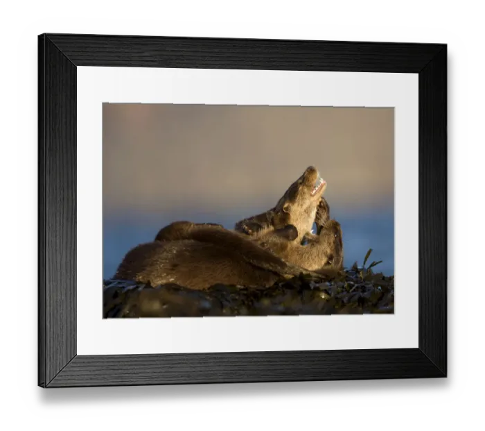 Framed Print : European river otters (Lutra lutra) play fighting amongst seaweed, Isle of Mull, Inner Hebrides Framed Print : European river otters (Lutra lutra) play fighting amongst seaweed, Isle of Mull, Inner Hebrides
