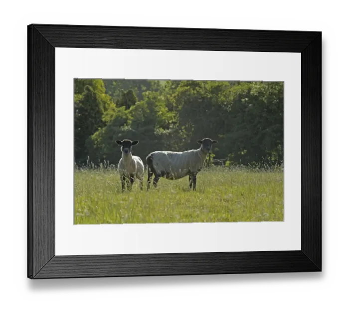 Framed Print : Two newly clipped Domesitc sheep grazing in pasture at RSPBs Hope Farm, Cambridgeshire Framed Print : Two newly clipped Domesitc sheep grazing in pasture at RSPBs Hope Farm, Cambridgeshire