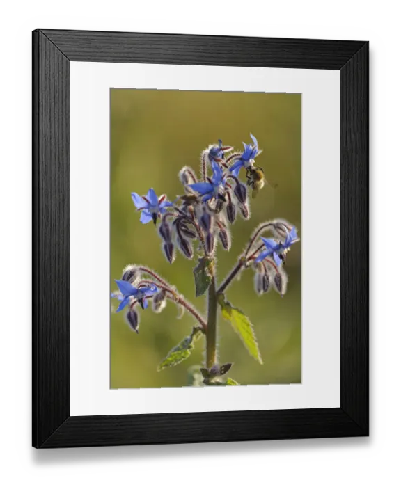 Framed Print : Worker honey bee (Apis mellifera) feeding on nectar of Borage (Borago officinalis) Framed Print : Worker honey bee (Apis mellifera) feeding on nectar of Borage (Borago officinalis)