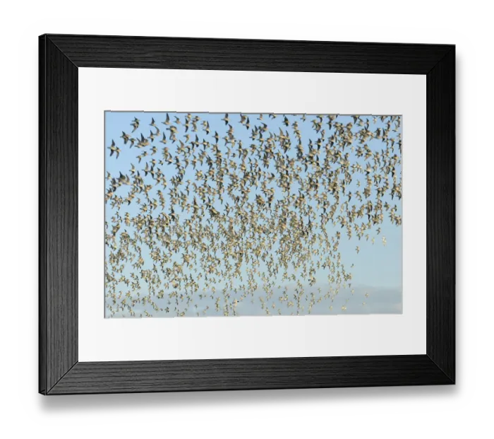 Framed Print : Flock of Red knot (Calidris canutus) in flight at high water on the Wash estuary Framed Print : Flock of Red knot (Calidris canutus) in flight at high water on the Wash estuary