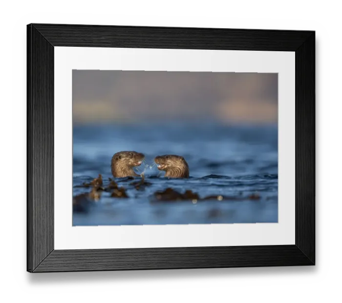 Framed Print : Two European river otters (Lutra lutra) play fighting in the water, Isle of Mull Framed Print : Two European river otters (Lutra lutra) play fighting in the water, Isle of Mull