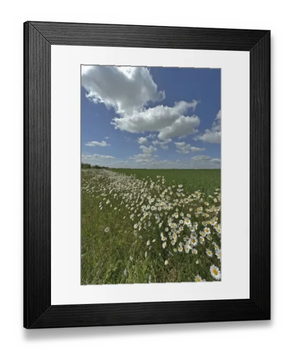 Framed Print : Herb rich conservation margin around farmland with Ox-eye daisies (Leucanthemum vulgare) Framed Print : Herb rich conservation margin around farmland with Ox-eye daisies (Leucanthemum vulgare)