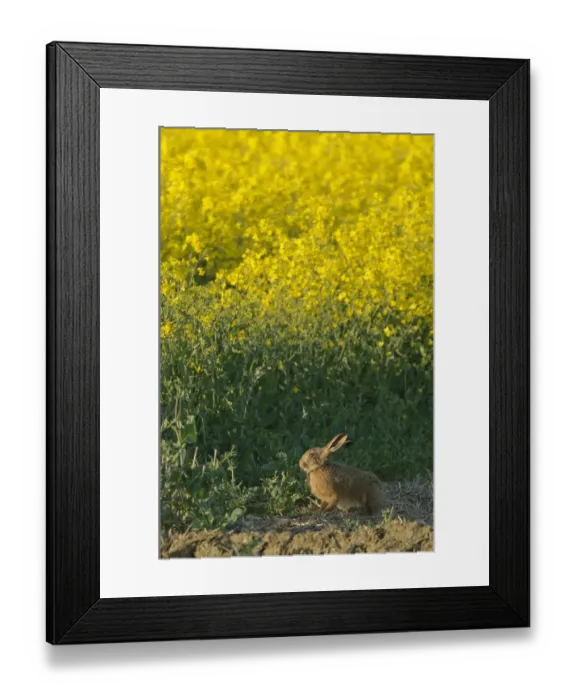 Framed Print : Brown hare (Lepus europaeus) by oilseed rape crop at RSPBs Hope Farm in Cambridgeshire Framed Print : Brown hare (Lepus europaeus) by oilseed rape crop at RSPBs Hope Farm in Cambridgeshire