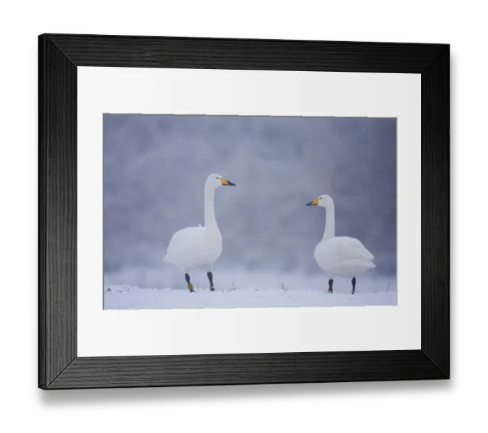 Framed Print : Whooper Swans (Cygnus cygnus) on snow, Caerlaverock WWT, Scotland, Solway, UK, January Framed Print : Whooper Swans (Cygnus cygnus) on snow, Caerlaverock WWT, Scotland, Solway, UK, January