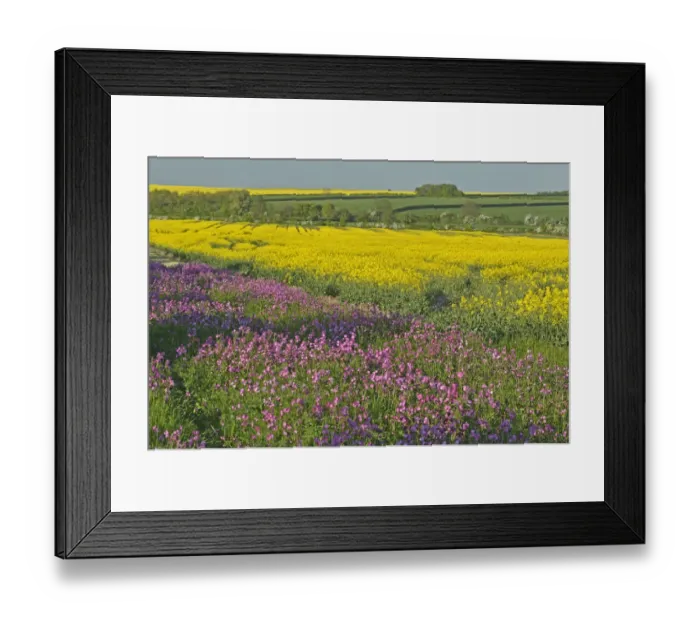 Framed Print : Red campion (Silene dioica) flowering in conservation margin next to crop of Oilseed Framed Print : Red campion (Silene dioica) flowering in conservation margin next to crop of Oilseed