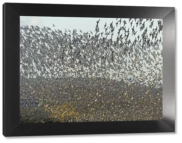 Flock of Red knot (Calidris canutus) and Bar-tailed godwit (Limosa lapponica) in