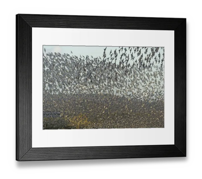 Framed Print : Flock of Red knot (Calidris canutus) and Bar-tailed godwit (Limosa lapponica) in Framed Print : Flock of Red knot (Calidris canutus) and Bar-tailed godwit (Limosa lapponica) in