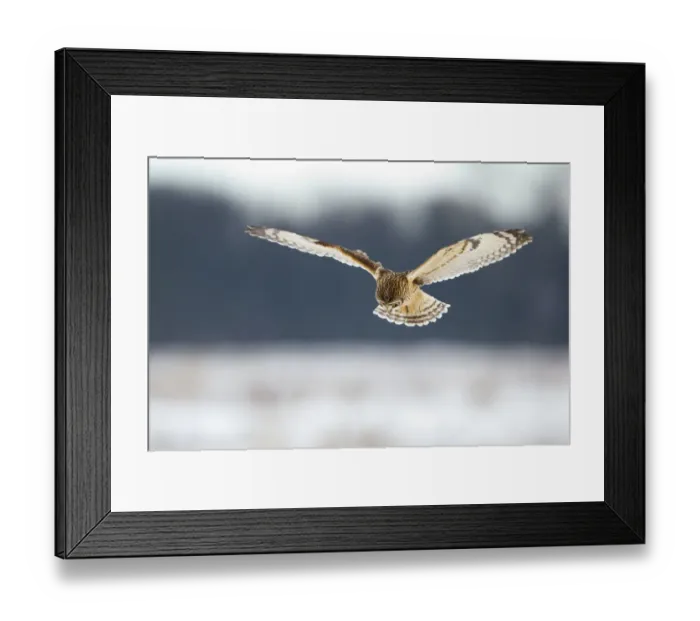 Framed Print : Short-eared owl (Asio flammeus) in flight, hunting, Worlaby Carr, Lincolnshire, England Framed Print : Short-eared owl (Asio flammeus) in flight, hunting, Worlaby Carr, Lincolnshire, England