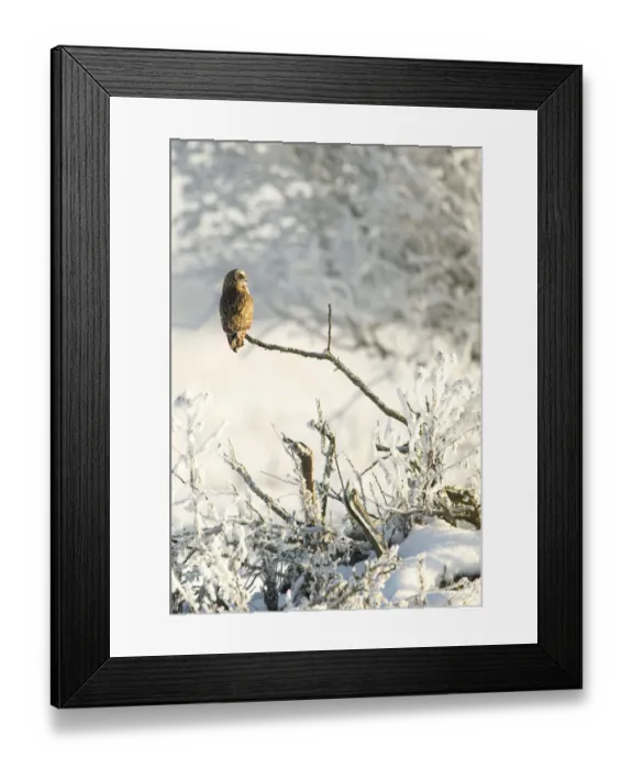 Framed Print : Short-eared owl (Asio flammeus) perched on a branch, Worlaby Carr, Lincolnshire, England Framed Print : Short-eared owl (Asio flammeus) perched on a branch, Worlaby Carr, Lincolnshire, England
